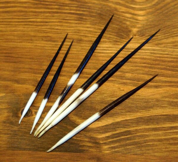 Stachelschwein- Stacheln, 8-17cm